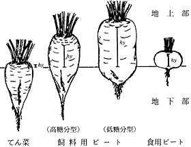 ベータ属栽培種の根形比較図